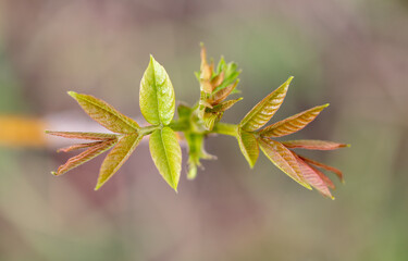 Small leaves on walnut branches.