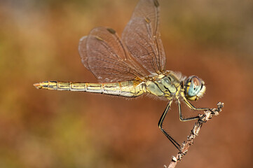 Dragonflies Macro photography in the countryside of Sardinia Italy