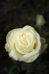 Rose in garden for background