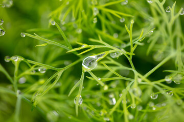 Water drops on green dill leaves.