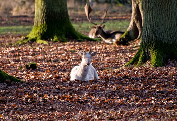 im Stadtforst Tiergarten