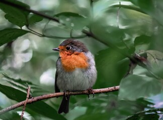 wild animal grey bird with orange breast on a twig on the background of green leaves forest natural habitat in the nature