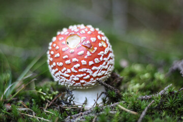 toadstool Amanita muscaria