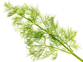 Green dill isolated on a white background.