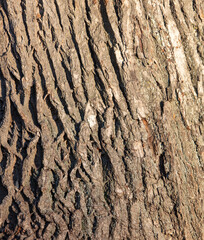 Obraz premium Bark on a tree as an abstract background.