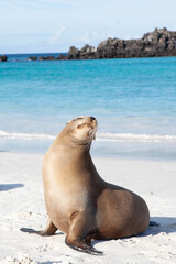 Obraz premium Vertical of a Galapagos Sea Lion, Zalophus wollebaeki, on the beach