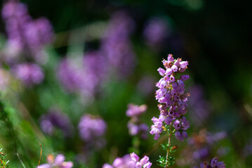 Fototapeta premium Erika im Waldd