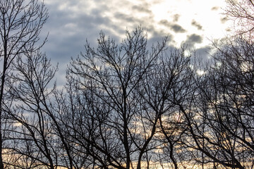 Silhouette of bare branches on a tree against the sky