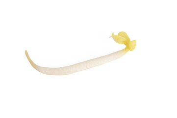  bean sprouts isolated on white background