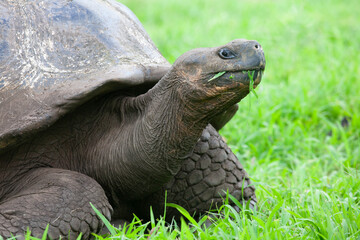 Obraz premium Galapagos Tortoise, Chelonoidis porteri, close up