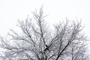 tree in winter covered in asnow and frost