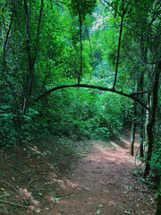 path in the forest