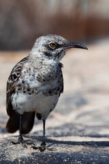 Vertical of Hood Mockingbird, Mimus macdonaldi, Galapagos Islands