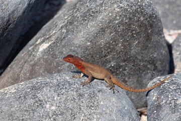 Resting Lava Lizard, Microlophus albemarlensis, in the Galapagos