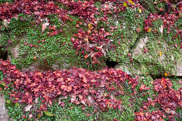 マメヅタのはびこる石垣に降り注ぐ真っ赤な紅葉　A stone wall covered with green penny fern and red maple leaves