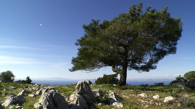 Rhodes Greece pine tree