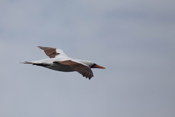 Nazca Booby, Sula granti, flying in the Galapagos