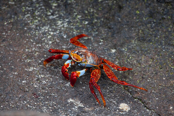 Close up of Sally Lightfoot Crab, Grapsus grapsus, in the Galapagos