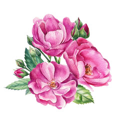 Pink roses on white isolated background, watercolor botanical illustration, arrangements for greeting card 
