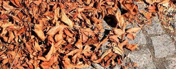 Dry foliage on Sidewalk, pavement paved with old natural stone. Textured banner, pattern. Copy space.	