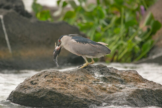 Egret Eating Tilapia In Lake Nicaragua, Nicaragua.