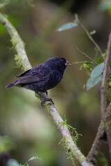Vertical of a perched Small Ground Finch, Geospiza fuliginosa, in the Galapagos