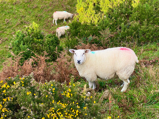 Obraz premium Lambs and sheep grazing amongst gorse bushes in rugged coastal farmland on the Isle of Man