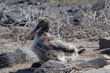 Chick of Waved Albatross, Phoebastria irrorata, relaxing in the Galapagos
