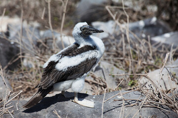 Juvenile Blue-Footed Booby, Sula nebouxii, from the Galapagos Islands