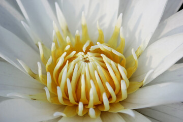 Lotus flower, Beautiful of aquatic plant. White lotus.