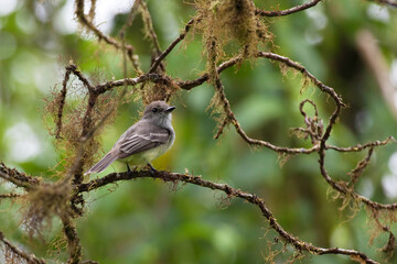Galapagos Flycatcher, Myiarchus magnirostris, from the Galapagos Islands