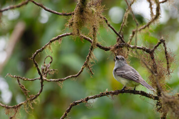 View of Galapagos Flycatcher, Myiarchus magnirostris, from the Galapagos Islands