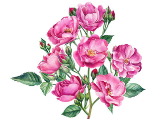 Obraz na płótnie Canvas Branch with roses and buds on white isolated background, watercolor botanical illustration, greeting card
