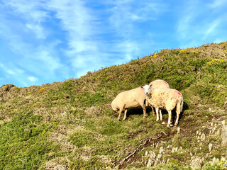 Fototapeta na wymiar sheep on the mountain