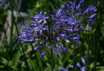 flowers in the field