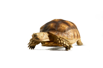 Turtle (Centrochelys sulcata) isolated on white background with clipping path. Turtle shrinking its head