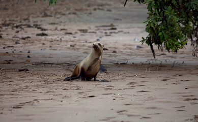 Young Galapagos Sea Lion, Zalophus wollebaeki, on the beach