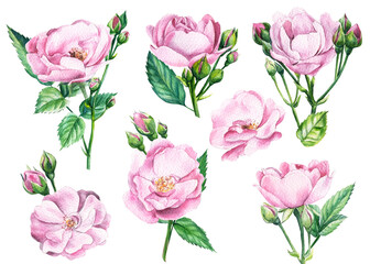 Obraz premium Blooming light pink roses, buds and leaves on white isolated background, watercolor illustration. Wedding floral design