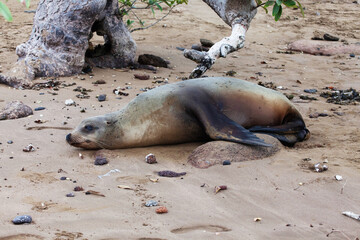 Relaxing Galapagos Sea Lion, Zalophus wollebaeki, on the beach