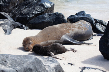 Fototapeta premium Galapagos Sea Lion, Zalophus wollebaeki, adult and pup