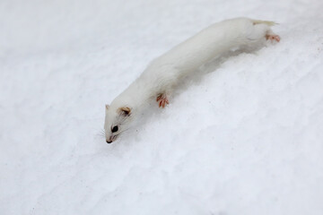 Naklejka premium least weasel
