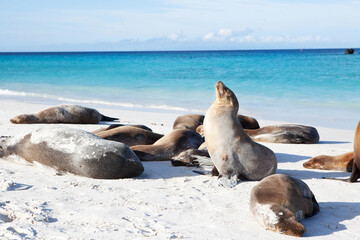 Group of Galapagos Sea Lions, Zalophus wollebaeki - 409033481