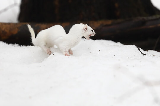 Least Weasel