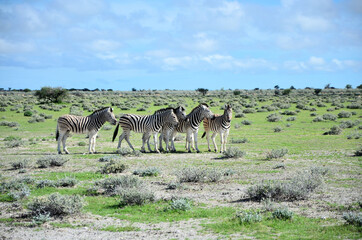Fototapeta na wymiar Zebras im Etosha Nationalpark, Namibia