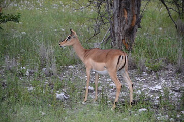 Naklejka na ściany i meble Impala Antilope im Etosha Nationalpark, Namibia