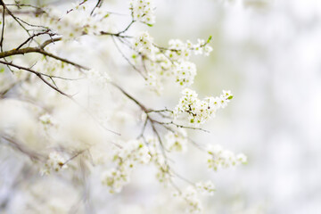Close-up photo of blossom cherry tree in sunny garden with bright sky on background