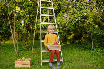 Little boy picking harvest of apples in orchard. Child holding wooden box with fresh fruit. Healthy homegrown food for kids.