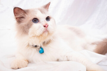 white persian cat cute face
