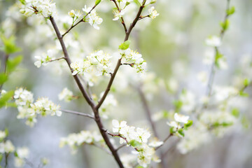 Close-up photo of blossom cherry tree in sunny garden with bright sky on background