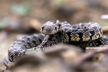 Stock photo of isolated small snake in the forest.